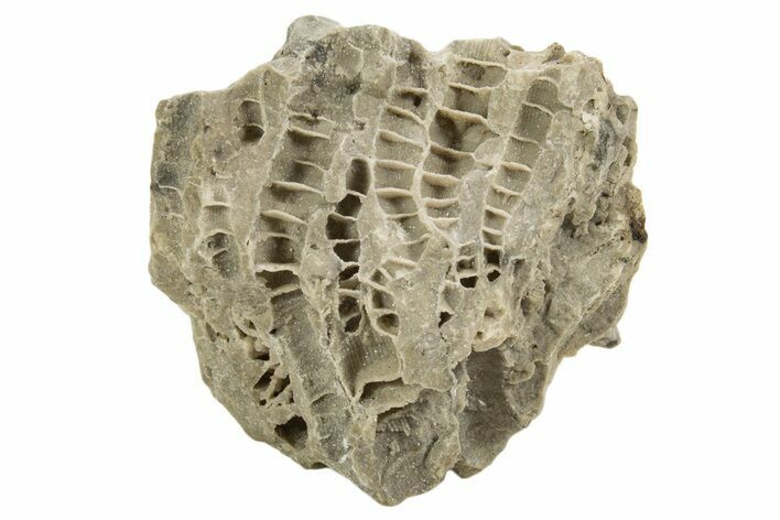 Silurian Dolostone w/ Sparkling Fossil Coral (Fletcheria) - Ohio #336593